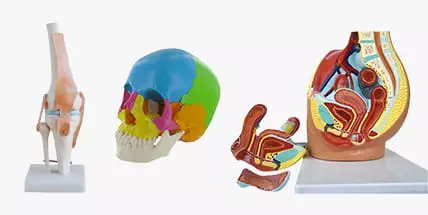 Anatomische Modelle