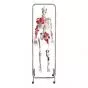 Physiotherapie Skelett W47001