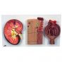Nierenschnitt, Nephron, Blutgefäße und Nierenkörperchen K11