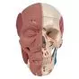 Schädel mit Gesichtsmuskulatur A300 3B Scientific 