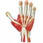 Anatomie der Hand, 3 Teile Erler Zimmer