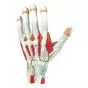 Anatomie der Hand, 3 Teile Erler Zimmer