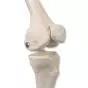 Mini-Skelett „Shorty“ mit Muskelbemalung auf Sockel A18/5
