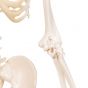 Mini-Skelett „Shorty“, auf Hängestativ A18/1