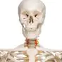 Skelett Fred, Luxus Skelett  auf 5-Fuß-Rollenstativ A15