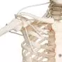 Funktionelles Skelett auf Hängestativ - Sondermodell A15/3S
