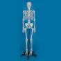 Menschliches Skelett "Ben" auf 5-strahligem Rollenstativ Erler Zimmer