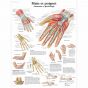 Lehrtafel - Hand und Handgelenk - Anatomie und Pathologie VR2171L