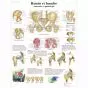 Lehrtafel - Becken und Hüfte - Anatomie und Pathologie VR2172L