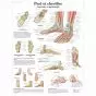 Lehrtafel Fuß-und Fußgelenke - Anatomie und Pathologie VR2176L