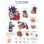 Lehrtafel - Das menschliche Herz - Anatomie und Physiologie VR2334L