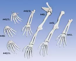 Handskelett mit englischer Benennung der Knochen, links A40/1L