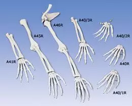 Handskelett mit englischer Benennung der Knochen, rechts A40/1R