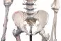 3010 Erler-Zimmer Skelett "Bert" mit Muskelmarkierungen und Bandapparat
