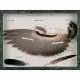 Flügel und Federn einer Taube (Columba palumbus) T30033