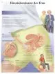 Anatomische Bord : Harninkontinenz bei der Frau VR2542L