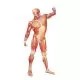 Frontansicht des menschlichen Muskeln V2003U