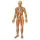 Lehrtafel - Das menschliche Skelett mit Bändern V2001U