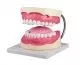 Zahnpflegemodell 3-fache Größe Erler Zimmer
