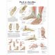 Lehrtafel Fuß-und Fußgelenke - Anatomie und Pathologie VR2176L