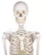 Skelett Modell Willi Standard 5 Beine Erler Zimmer