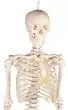 Miniatur Skelett Modell Patrick - Erler Zimmer