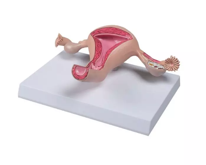 Uterusmodell Erler Zimmer