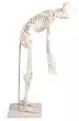 Miniatur Skelett-Modell Paul mit herausnehmbarer Wirbelsäule Erler Zimmer