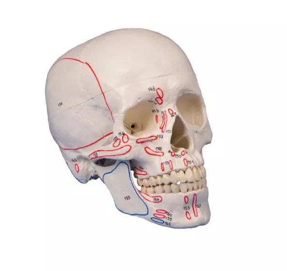 Schädelmodell 3-teilig mit Muskelmarkierung Erler Zimmer