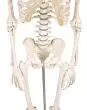 Miniatur Skelett Modell Patrick - Erler Zimmer