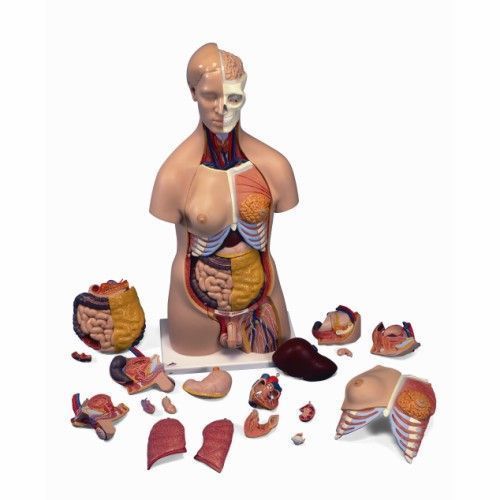 sexpuppe torso mit kopf Was ist eine individuelle Sexpuppe? - gutdolls 的部落格