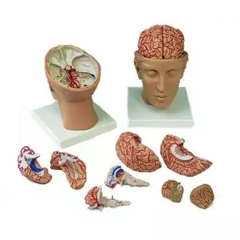 Gehirn mit Arterien auf Kopfbasis, 8-teilig C25