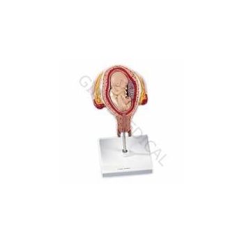 Fetus, 4. Monat, Bauchlage L10/4