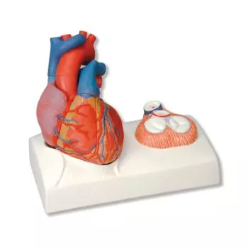 Herzmodell G01