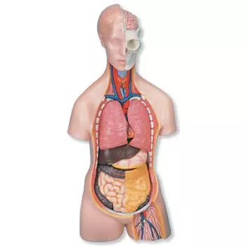 MEDart™ Torso MAB09