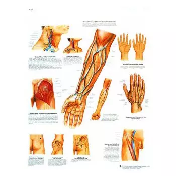 Anatomische Bord : Blutgefäße und Nervenbahnen klinisch wichtige VR2359L