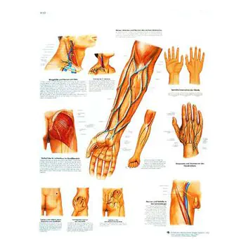 Anatomische Bord : Blutgefäße und Nervenbahnen klinisch wichtige VR2359UU