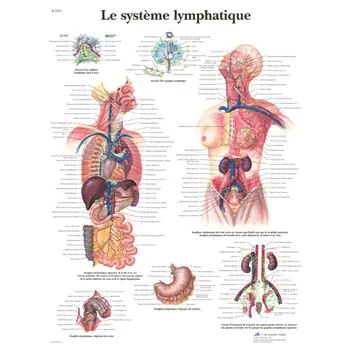 Anatomischen Bord : Das lymphatische System  VR2392UU
