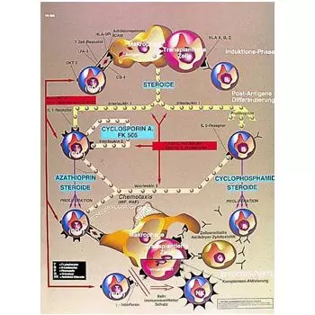 Anatomische Bord : Transplantation Immunologie  VR2665L