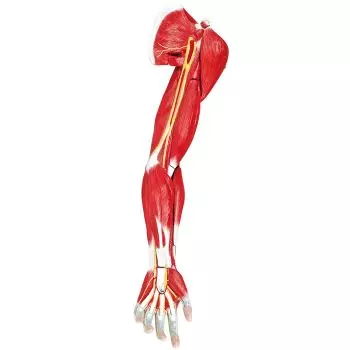 Muskeln des menschlichen Arms, 7 Teile Erler Zimmer