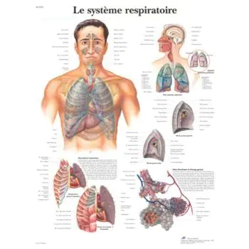 Lehrtafel - Das Atmungssystem VR2322L