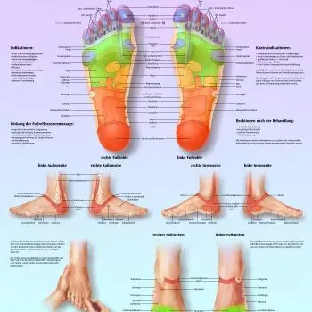 Lehrtafel - Fußreflexzonenmassage VR2810L