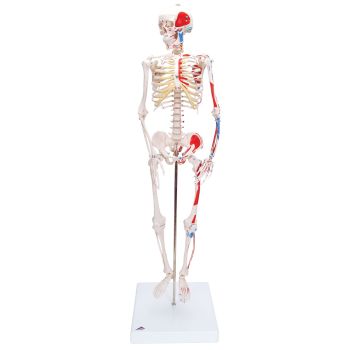 Mini-Skelett „Shorty“ mit Muskelbemalung auf Sockel A18/5