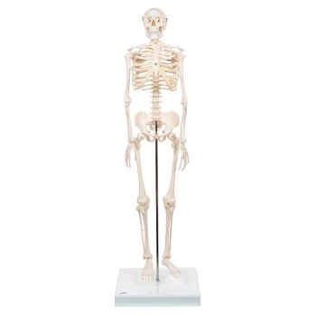 Mini-Skelett „Shorty“ auf Sockel A18