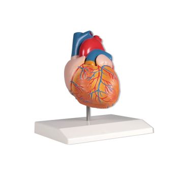 Herzmodell 2-teilig natürliche Größe Erler Zimmer