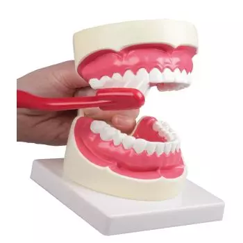 Zahnpflegemodell 1,5- fache Größe Erler Zimmer
