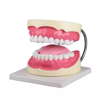 Zahnpflegemodell 3-fache Größe Erler Zimmer