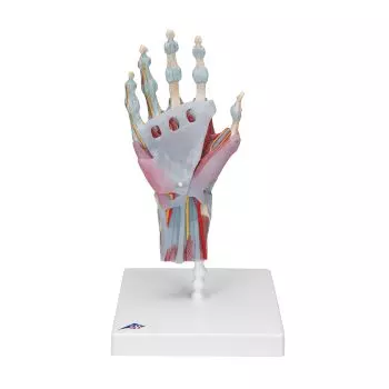 Modell des Handskeletts mit Bändern und Muskeln M33/1