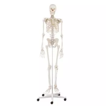 Skelett Modell Willi Standard 5 Beine Erler Zimmer