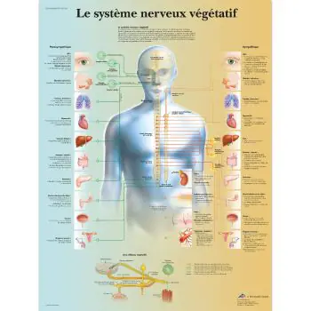 Lehrtafel - Vegetatives Nervensystem VR2610L